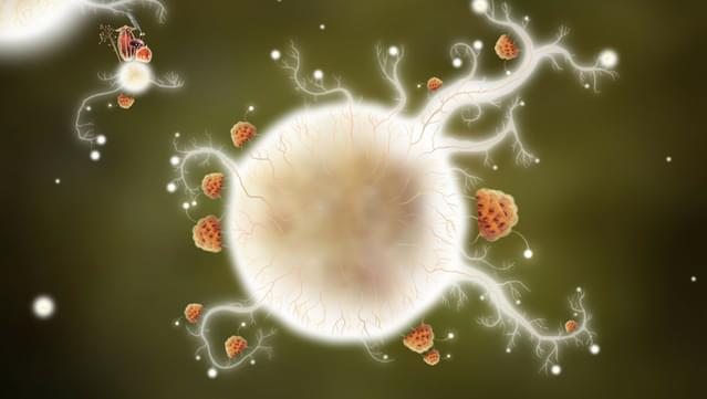 Botanicula Collector's Edition screenshot 3