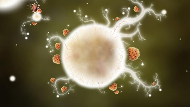 Botanicula screenshot 6