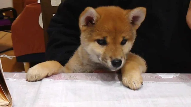 Pixel Game Maker Series Shiba Mekuri screenshot 5