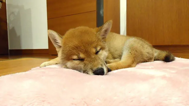 Pixel Game Maker Series Shiba Mekuri screenshot 6