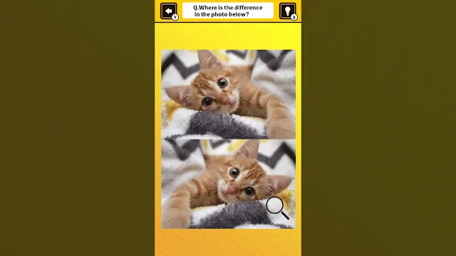 Train Your Brain! Spot the Difference with Cat Photos screenshot 3
