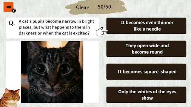Cat Doctor: For Loyal Servants screenshot 3