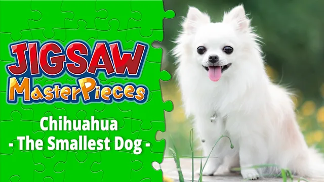 Chihuahua  - The Smallest Dog -
