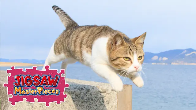 Jumping Cats / Kenta Igarashi