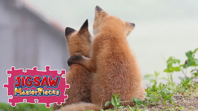 Fluffy Animals in Hokkaido / Kenta Igarashi