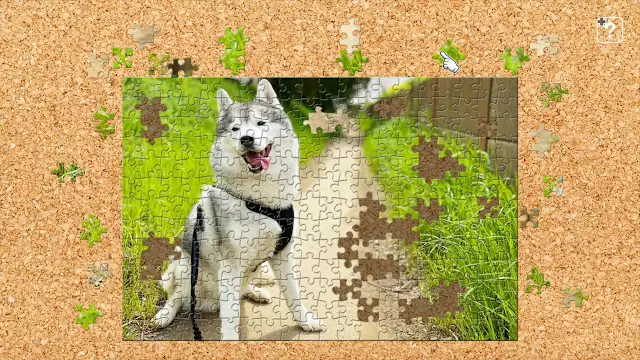 Pupipupi Bunta -Siberian Husky with a Peaceful Face- screenshot 0