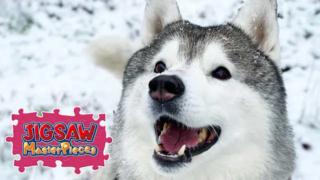 Pupipupi Bunta -Siberian Husky with a Peaceful Face-