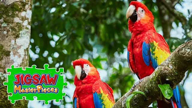 Colorful Birds