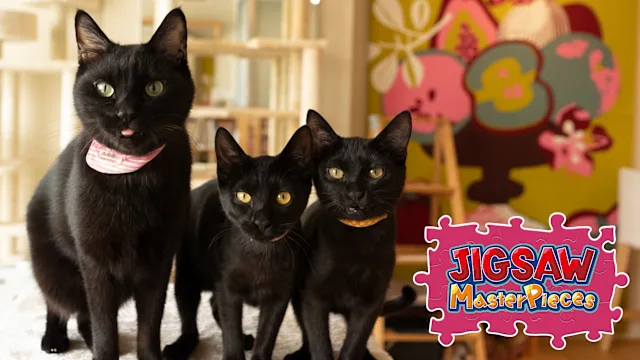 Black Cats in a Cat Welfare Cafe / Kenta Igarashi