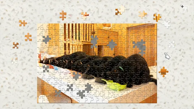 Black Cats in a Cat Welfare Cafe / Kenta Igarashi screenshot 2