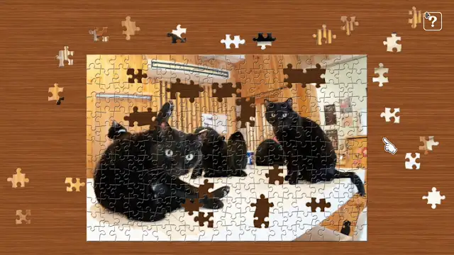 Black Cats in a Cat Welfare Cafe / Kenta Igarashi screenshot 1