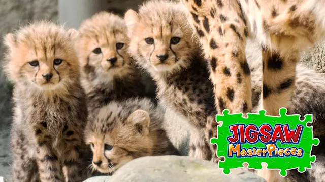 Baby Animals