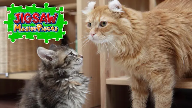 Cat Breeds