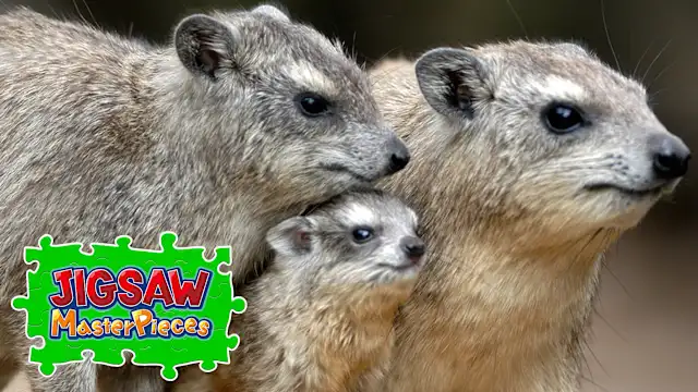Animal Families