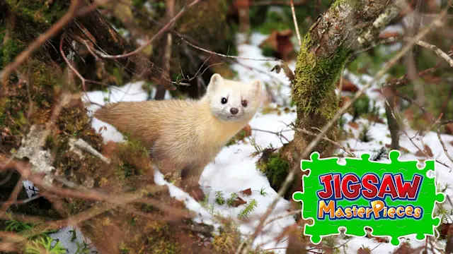 Animals in Snow