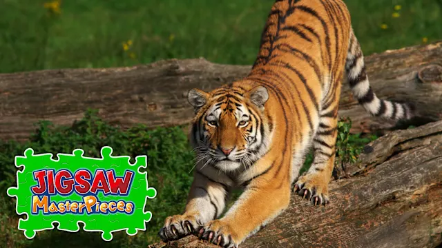 Big Cat Friends