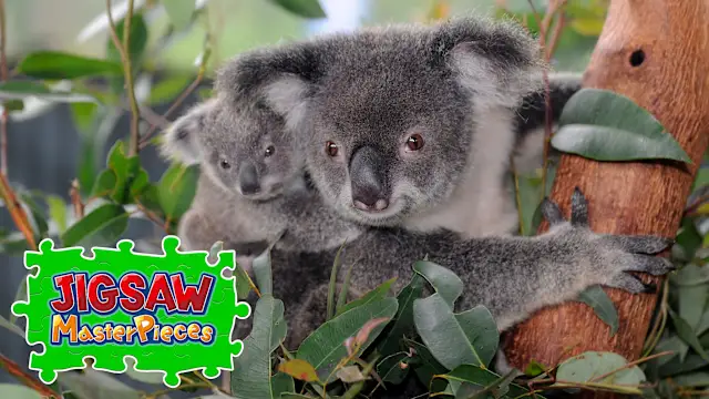 Australia's Native Wildlife