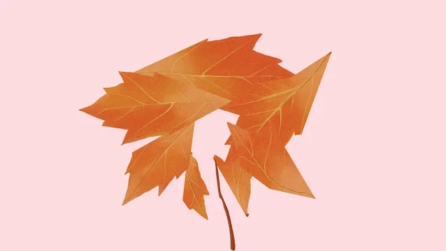 Find Sort Match - Autumn Pack screenshot 3