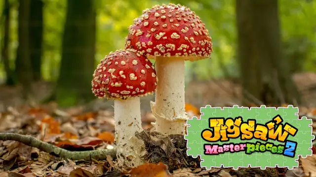 Tiny Forest Mushrooms