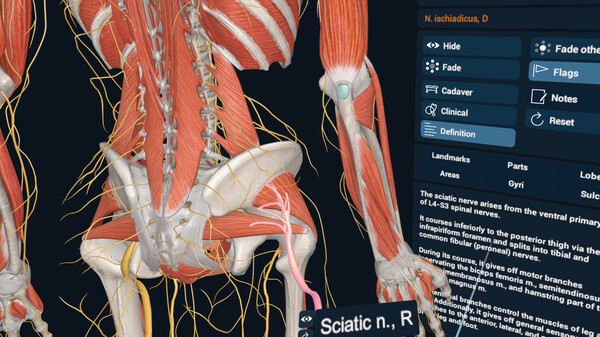 3D Organon VR Anatomy screenshot 9
