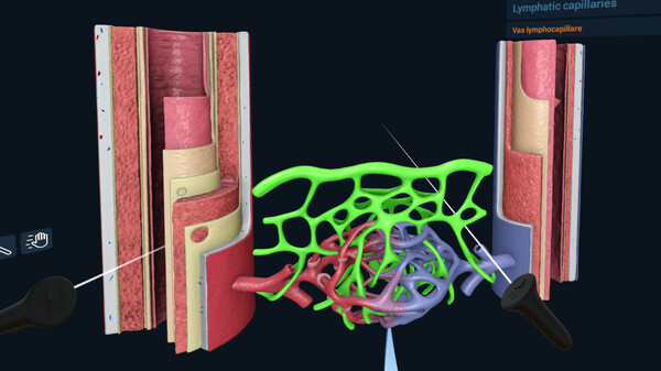 3D Organon VR Anatomy screenshot 7