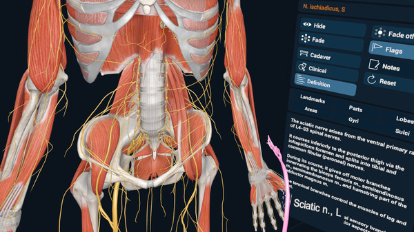3D Organon VR Anatomy screenshot 4