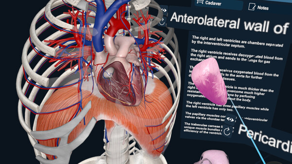 3D Organon VR Anatomy screenshot 1