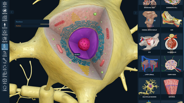 3D Organon Anatomy screenshot 4