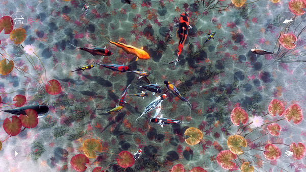 My Koi screenshot 5