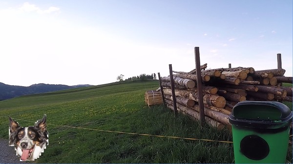 BorderCollie Game screenshot 4