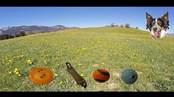 BorderCollie Game screenshot 6
