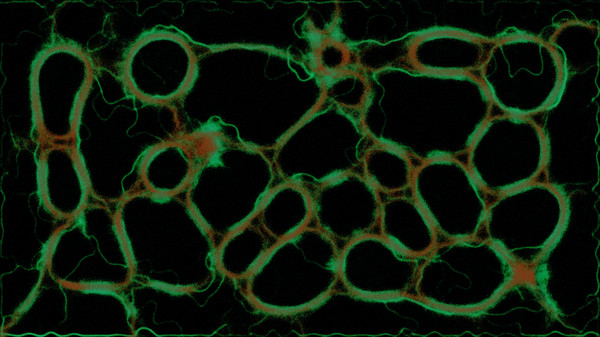 PHYSARUM: Slime Mold Simulator screenshot 12