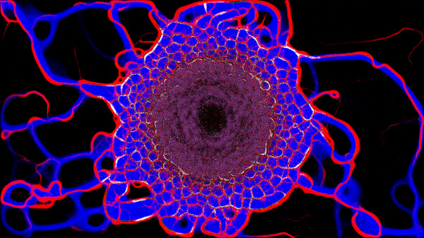 PHYSARUM: Slime Mold Simulator screenshot 10