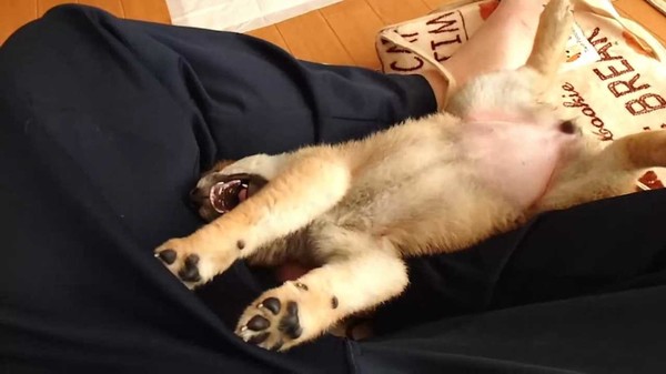 Shiba Mekuri 柴めくり screenshot 7
