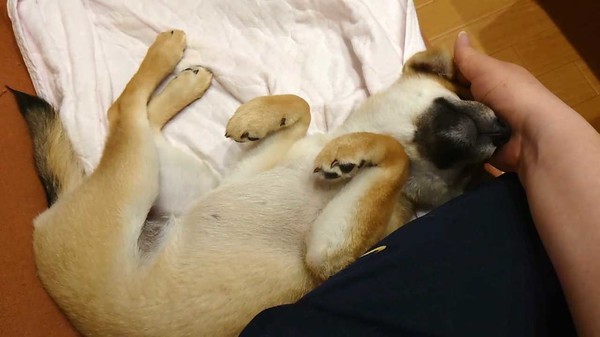 Shiba Mekuri 柴めくり screenshot 5
