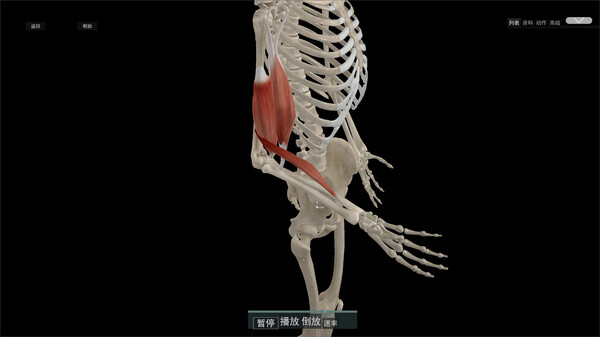 Kinetic Anatomy 3D screenshot 1