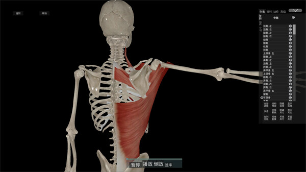 Kinetic Anatomy 3D screenshot 4