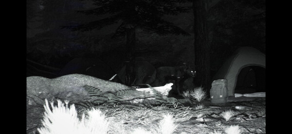 TRAILCAM screenshot 2