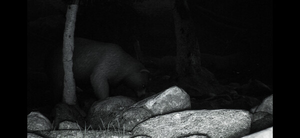 TRAILCAM screenshot 3