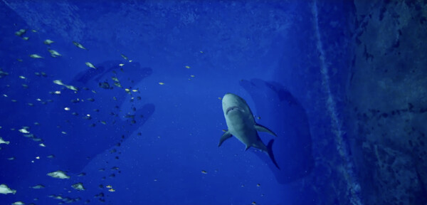 Aquarium at August 32nd VR screenshot 1