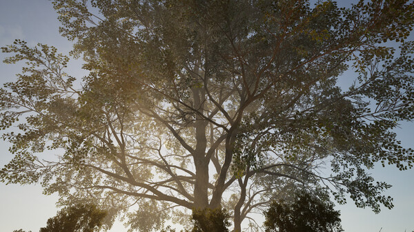 Calming Forest screenshot 7