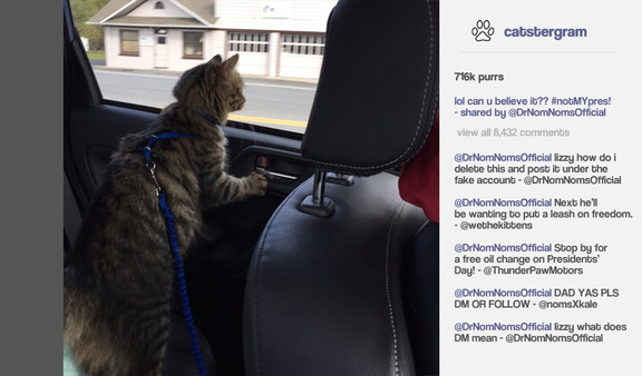 Cat President ~A More Purrfect Union~ screenshot 3