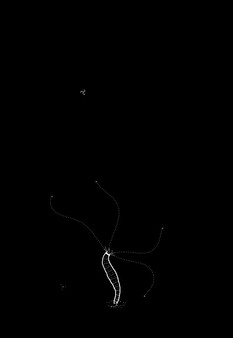 Plankton screenshot 6