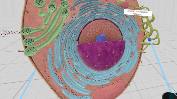 Everyday Anatomy VR screenshot 8
