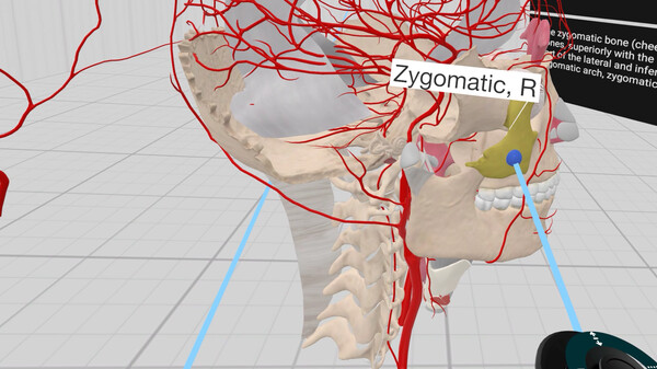 Everyday Anatomy VR screenshot 6