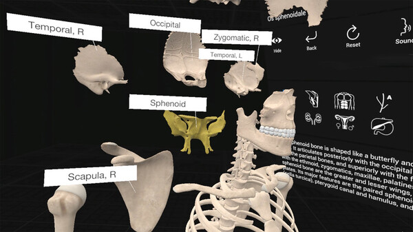 Everyday Anatomy VR screenshot 4
