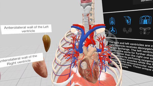 Everyday Anatomy VR screenshot 1