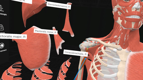 Everyday Anatomy VR screenshot 2