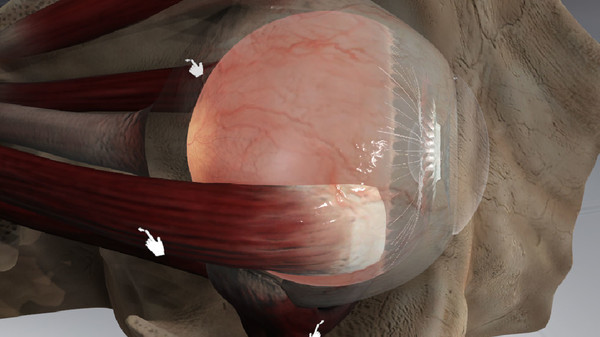 The Physiology of the Eye screenshot 3