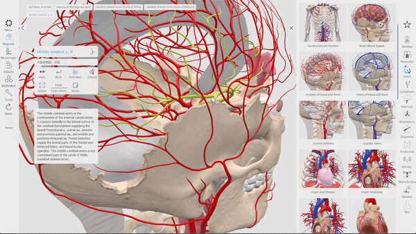 Everyday Anatomy screenshot 0